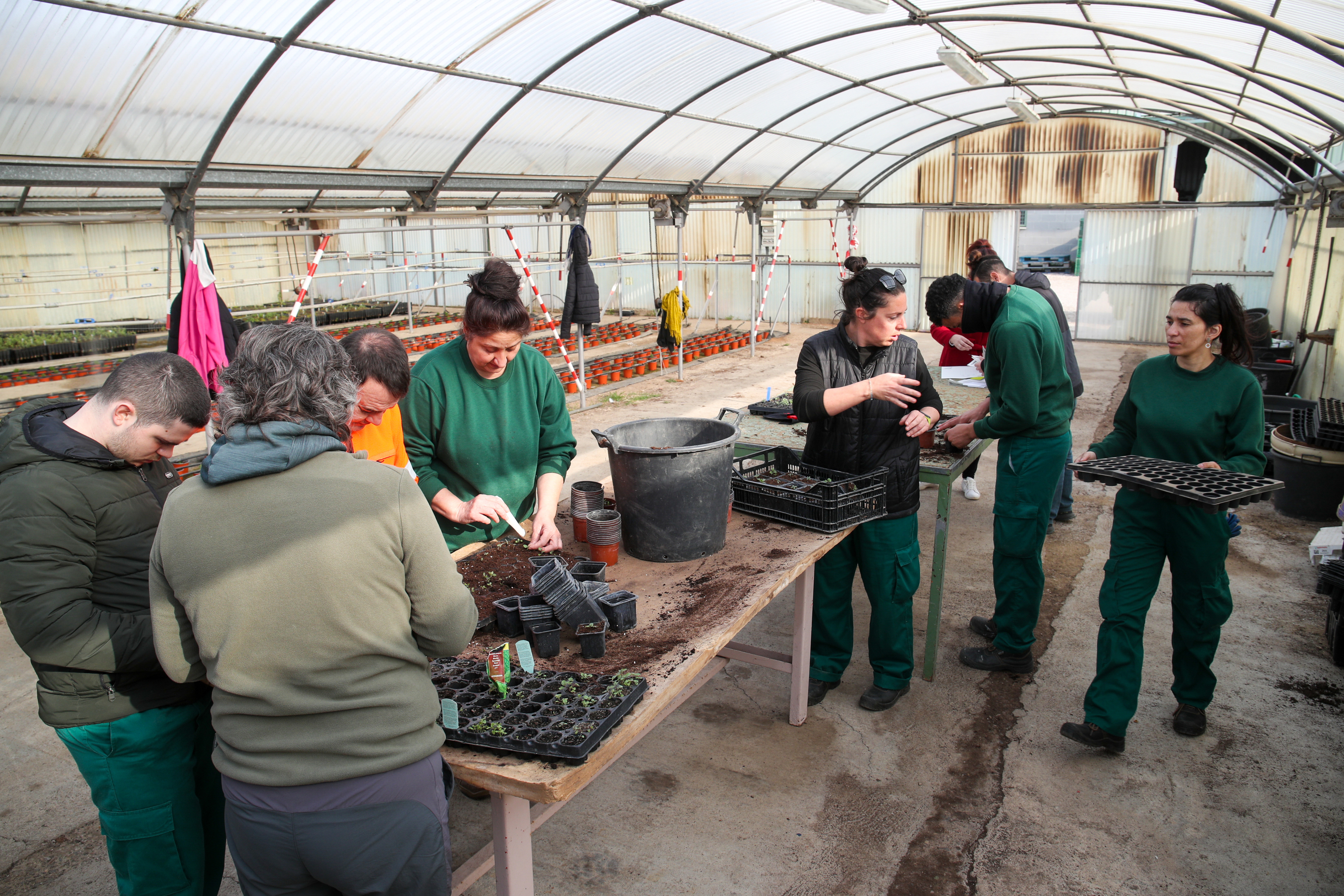 Activitats auxiliars en vivers, jardins i centres de jardineria